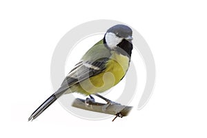 Great tit