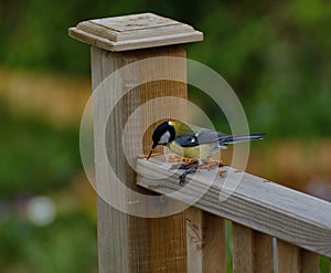 Great-tit , parus major, at lunch on a garden banister rail