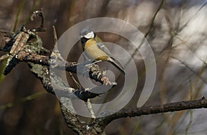 Great tit or Parus major is the most widespread species in the genus parus.