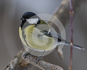 Great Tit, Parus major in the natural environment in the winter. Novosibirsk region, Russia