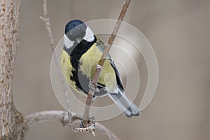 Great Tit, Parus major in the natural environment in the winter. Novosibirsk region, Russia