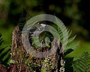 The great tit, Parus major on old stump