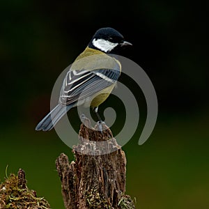 The great tit, Parus major on old stump