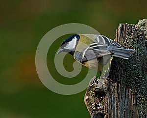 The great tit, Parus major on old stump