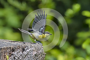 Great tit Parus major on an old wooden stump in the forest