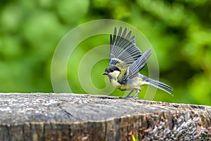 Great tit Parus major on an old wooden stump in the forest