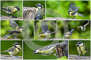 Great tit Parus major on an old wooden stump in the forest-collage