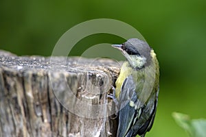 Great tit Parus major on an old wooden stump in the forest