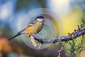 Great tit, parus major, bird standing on a branch