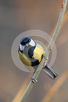 Great tit - Parus major, is a passerine bird in the tit family Paridae