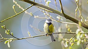 The great tit ( Parus major ) is a passerine bird in the tit family Paridae.