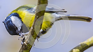 The great tit ( Parus major ) is a passerine bird in the tit family Paridae.