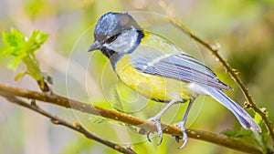 The great tit ( Parus major ) is a passerine bird in the tit family Paridae.