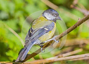 The great tit ( Parus major ) is a passerine bird in the tit family Paridae.