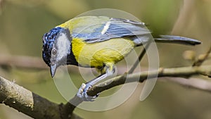 The great tit ( Parus major ) is a passerine bird in the tit family Paridae.