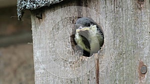 The great tit (Parus major) is a passerine bird in the tit family Paridae.