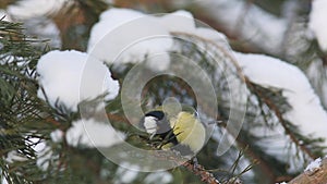 Great tit (Parus major) pecks seed while sitting on a pine branch