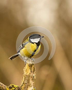 Great Tit, Parus major, perched on end of branch