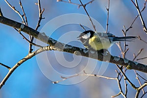 Great tit (Parus major) Singing while Perched on a Tree Branch in a Park in Finland