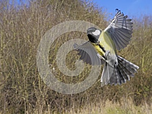 Great tit, Parus major