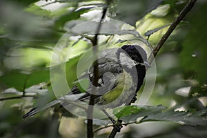 The great tit parus major sits on a branch sits on a branch and looks around