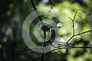 The great tit & x28;parus major& x29; sits on a branch sits on a branch and looks around
