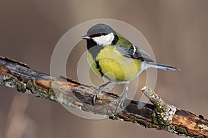 Great tit sits on an old branch: very close, can see every feather, glare in the eye.