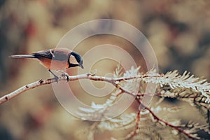 Great tit, Parus major, sitting on a branch.