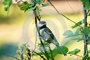A great tit sitting on bush in summer