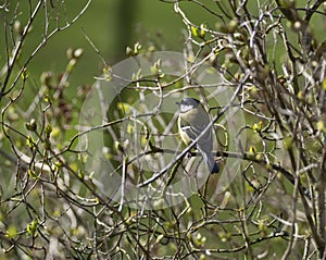 The Great Tit, Parus major, is sitting in color environment of wildlife, sÃÂ½kora koÃËadra photo