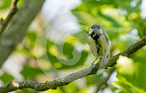 great tit sitting in a figtree
