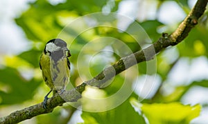 great tit sitting in a figtree