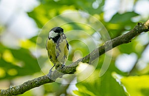 great tit sitting in a figtree