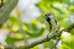 great tit sitting in a figtree