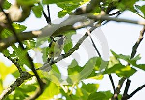 great tit sitting in a figtree