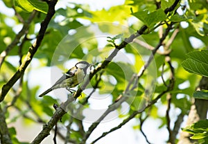 great tit sitting in a figtree