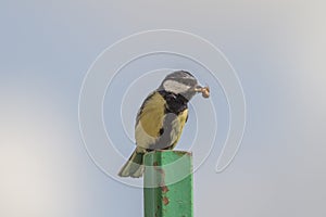 Great tit (Parus major)