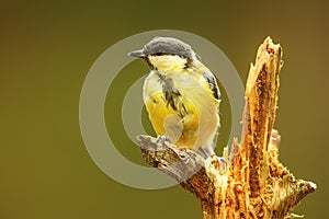 Great tit Parus major sitting on the stump of an old tree