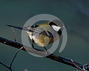 The great tit, Parus major