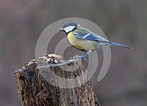 Great tit (Parus major) sitting on a weathered trunk