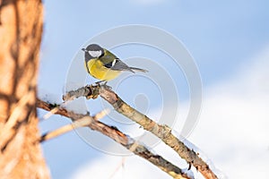 Great tit (Parus major) a small bird with colorful plumage, the animal sits on a branch on a sunny winter day