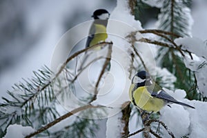 Great tit Parus major small passerine bird