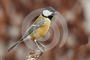Great tit Parus major, small passerine bird standing on branch. Looking for some meal. Small bird with yellow chest