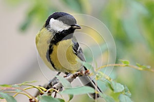 Great tit (Parus major).