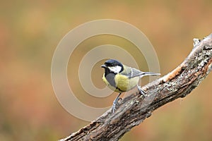 Great tit, Parus major, standing on a branch during autumn foliage