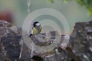 Great tit with a grub in its baek