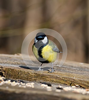 Great tit (Parus major) taking seeds from bird feeder