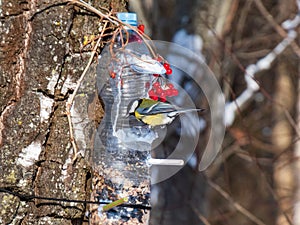 Great tit Parus major visiting bird feeder made from reused plastic bottle full with grains and sunflower seeds