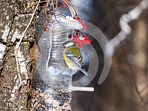 Great tit Parus major visiting bird feeder made from reused plastic bottle full with grains and sunflower seeds