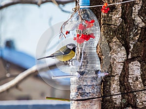 Great tit Parus major visiting bird feeder made from reused plastic bottle full with grains and sunflower seeds photo